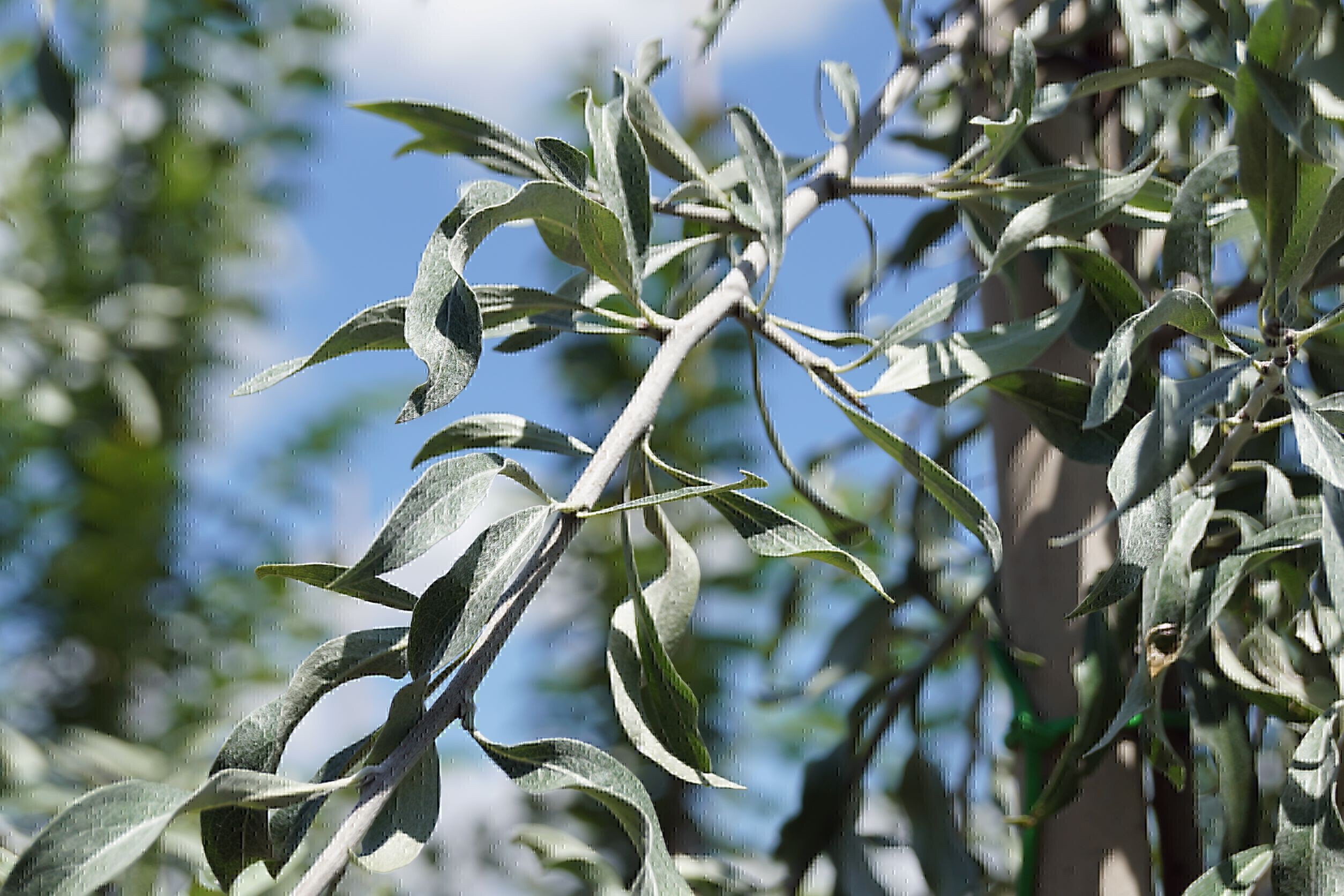 Pyrus salicifolia 'Pendula' (1)